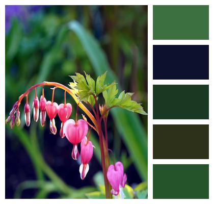 Flowers Asian Bleeding Heart Lamprocapnos Spectabilis Image